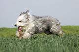 BEARDED COLLIE 106